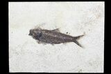 Fossil Fish (Knightia) - inch Layer, Green River Formation #96914-1